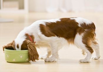 Reico Hundefutter